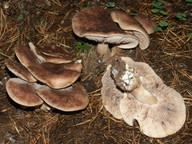 Tricholoma imbricatum