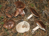 Tricholoma pessundatum