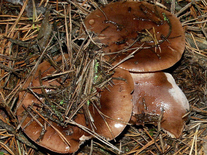 Tricholoma pessundatum