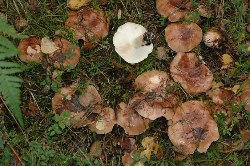 Tricholoma pessundatum