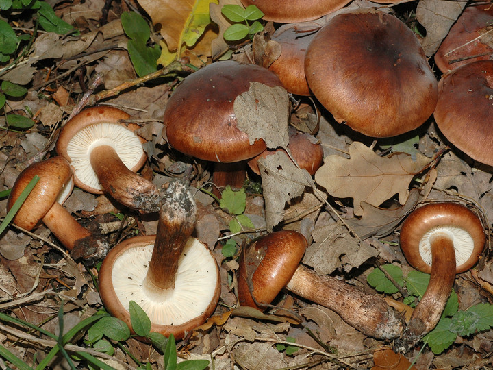 Tricholoma ustaloides