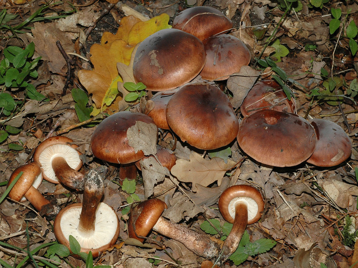 Tricholoma ustaloides