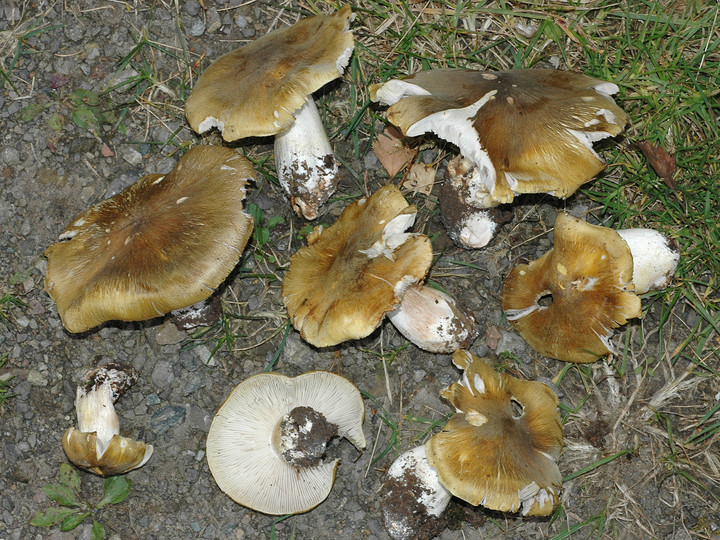 Tricholoma arvernense