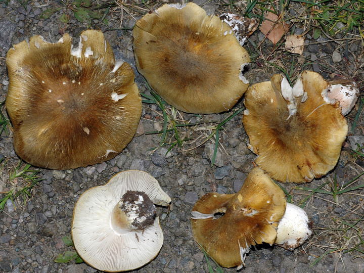 Tricholoma arvernense