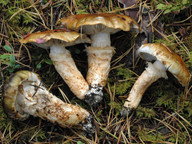 Tricholoma focale 