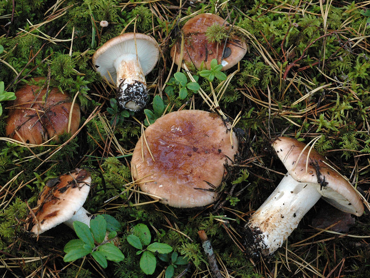 Tricholoma pessundatum