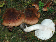 Tricholoma pessundatum