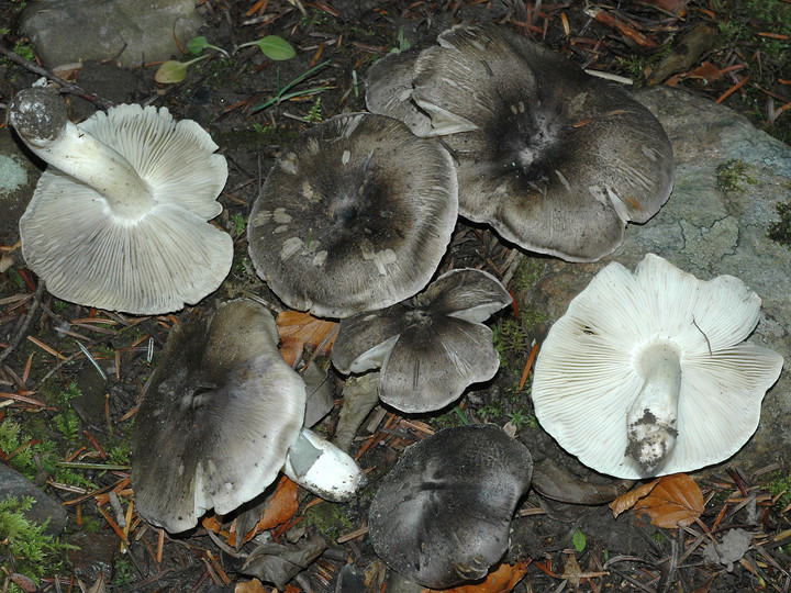 Tricholoma portentosum