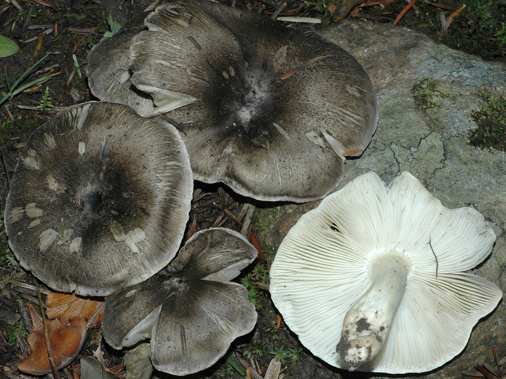 Tricholoma portentosum