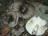 Tricholoma portentosum