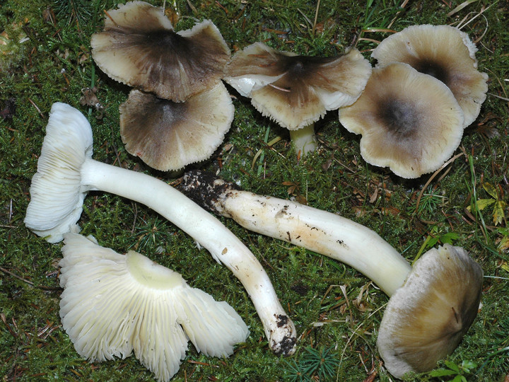 Tricholoma guldenii