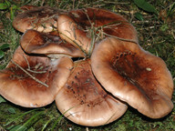 Tricholoma pessundatum
