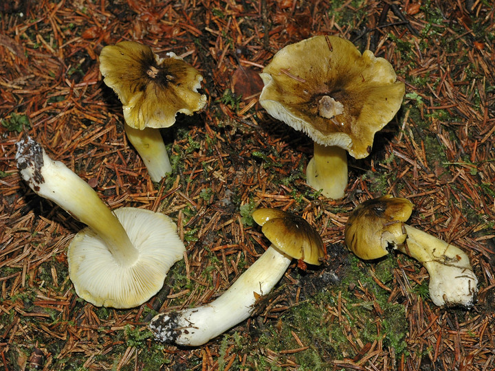 Tricholoma viridilutescens