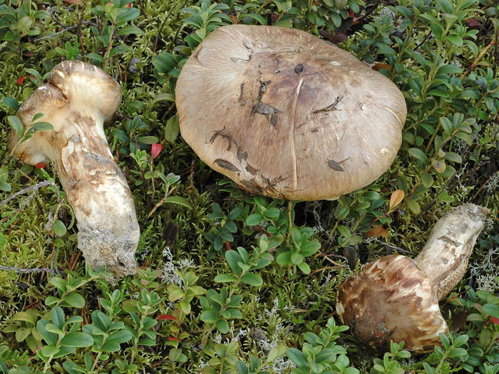 Tricholoma matsutake