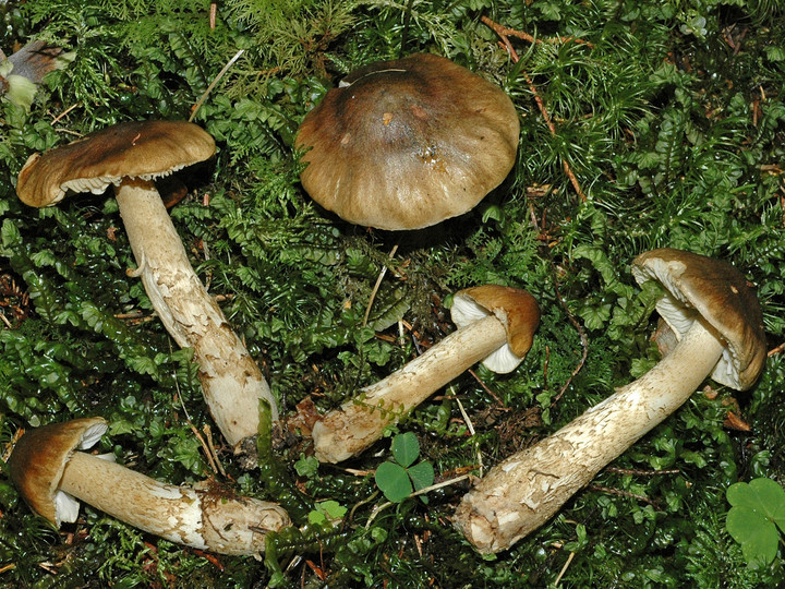 Tricholoma fucatum