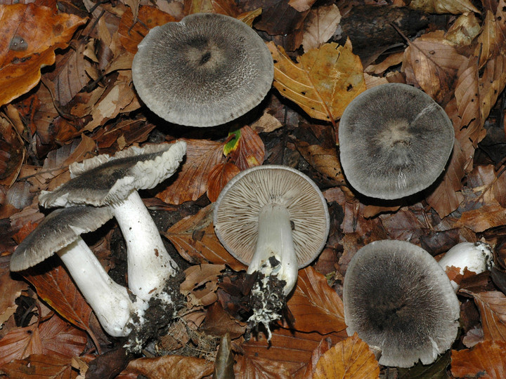 Tricholoma sciodes