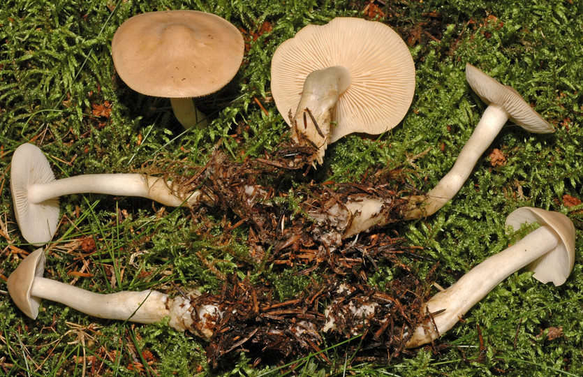 Tricholoma inamoenum