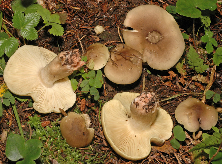 Tricholoma saponaceum