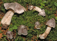 Tricholoma virgatum