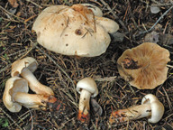 Tricholoma psammopus