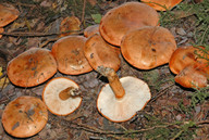 Tricholoma aurantium