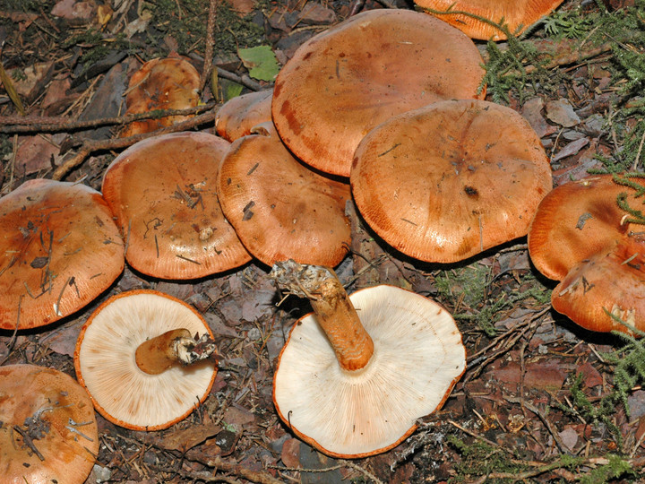 Tricholoma aurantium