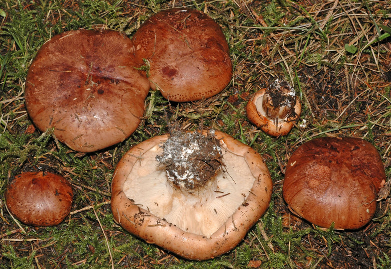 Tricholoma pessundatum