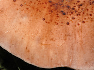 Tricholoma pessundatum