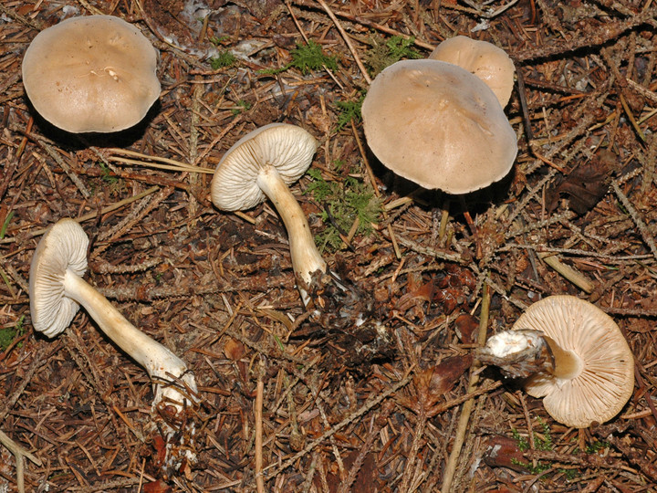 Tricholoma inamoenum