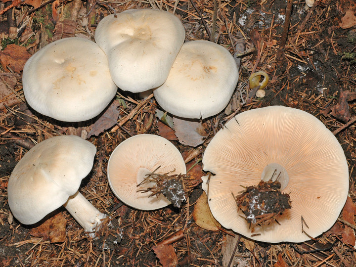 Tricholoma stiparophyllum