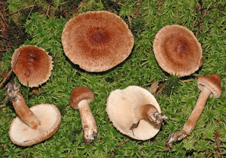 Tricholoma vaccinum