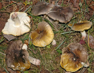 Tricholoma sejunctum 