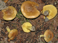 Tricholoma frondosae