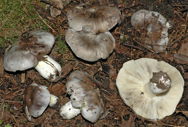 Tricholoma portentosum