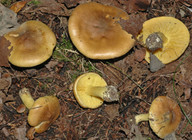 Tricholoma frondosae