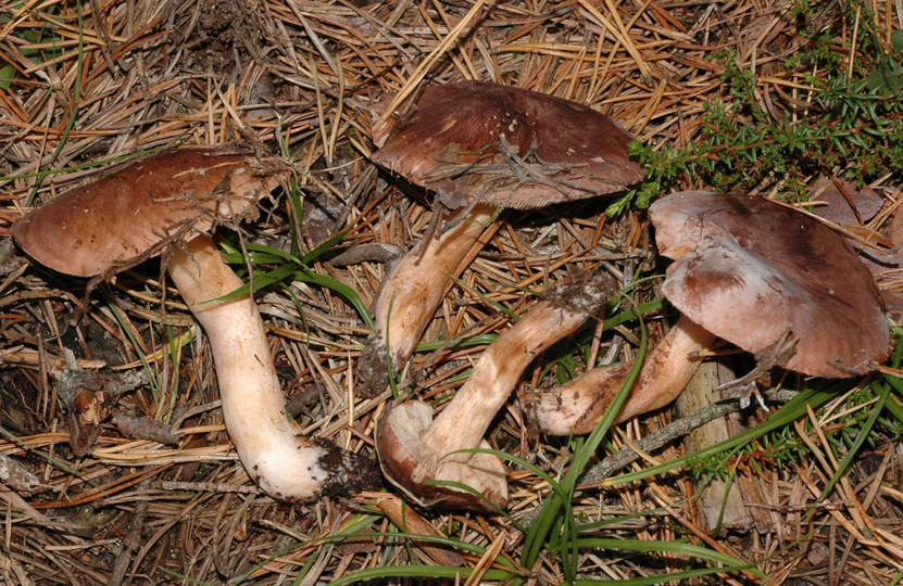 Tricholoma albobrunneum