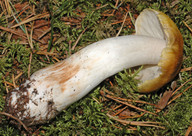 Tricholoma arvernense