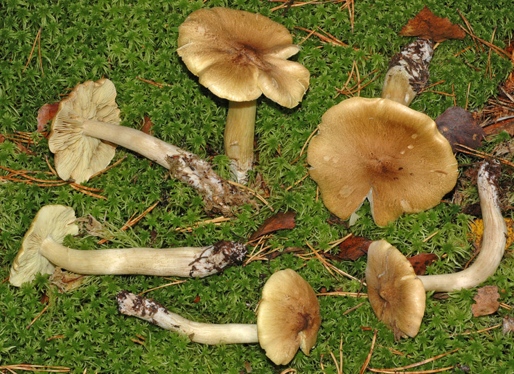 Tricholoma aestuans