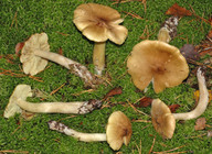 Tricholoma aestuans