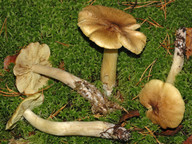 Tricholoma aestuans