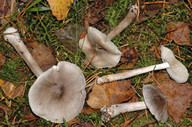 Tricholoma virgatum