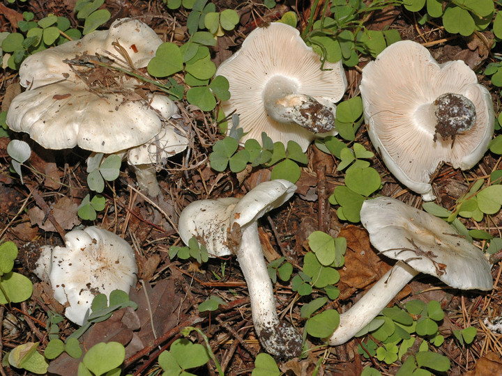 Tricholoma columbetta