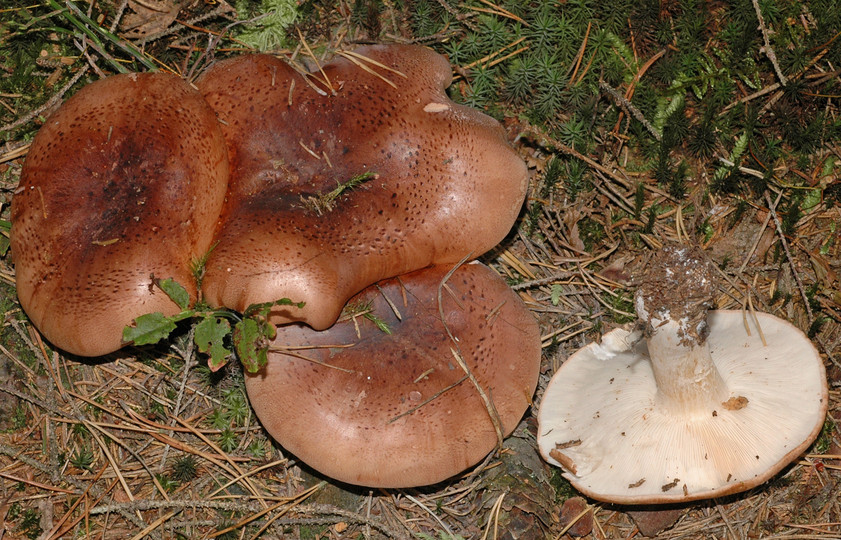 Tricholoma pessundatum