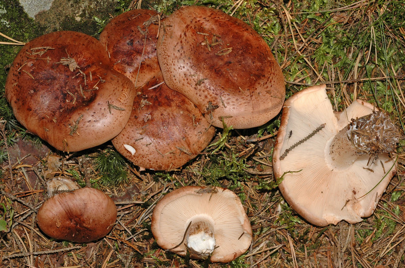 Tricholoma pessundatum