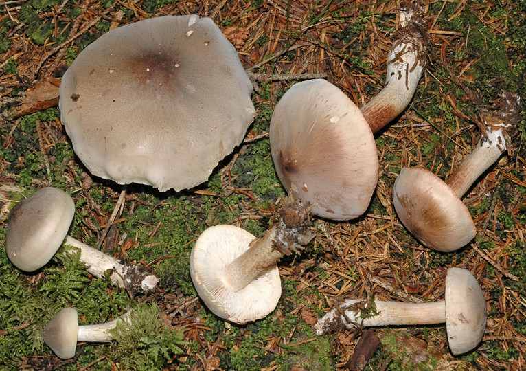 Tricholoma saponaceum