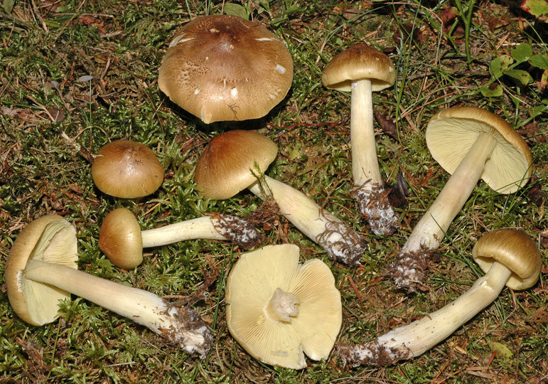 Tricholoma aestuans