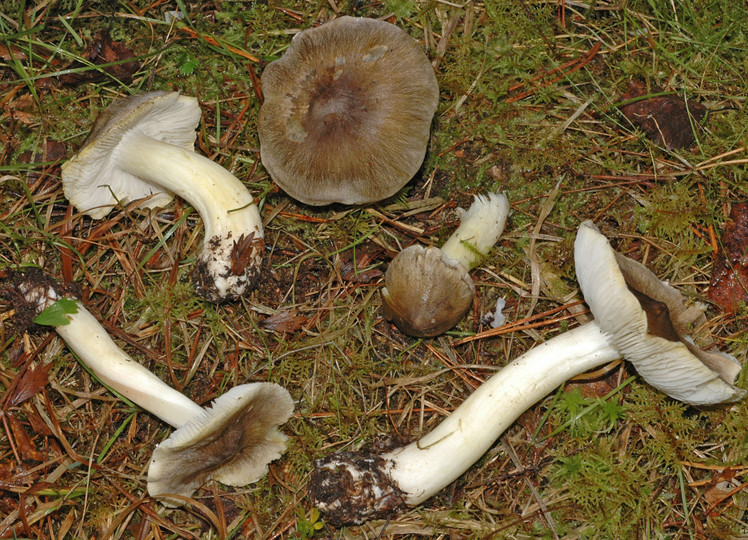 Tricholoma guldenii