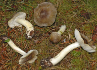 Tricholoma guldenii