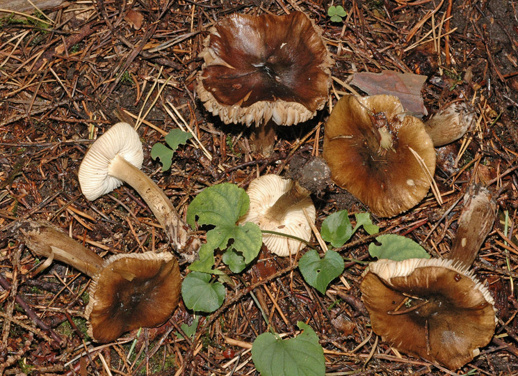 Tricholoma fucatum