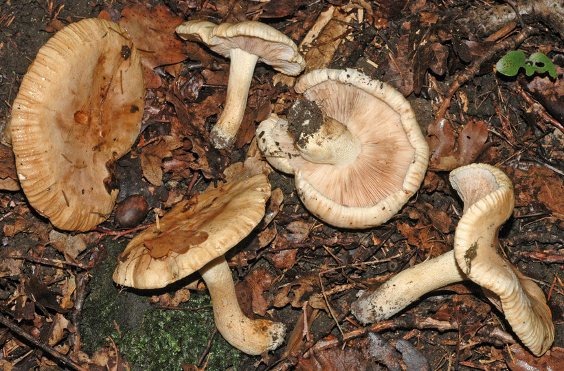 Tricholoma acerbum